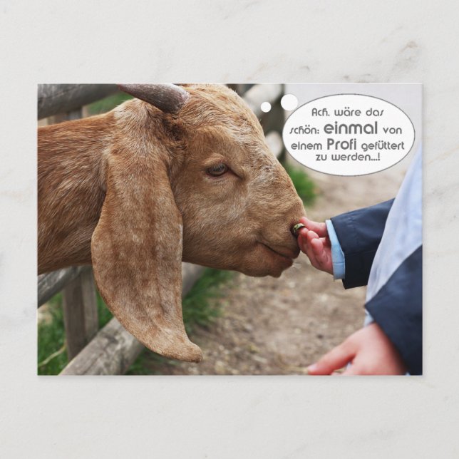 Carte Postale ...einmal von einem Profi gefüttert zu werden... (Devant)