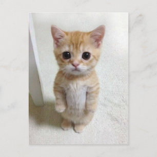 Carte postale El Gato Chat Meme