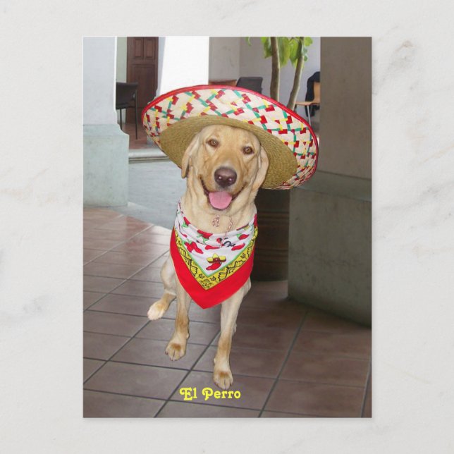 Carte Postale El Perro (Devant)