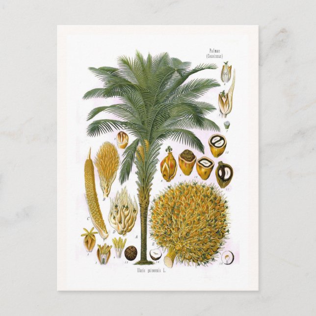 Carte Postale Elaeis guineensis (palmier à huile) (Devant)