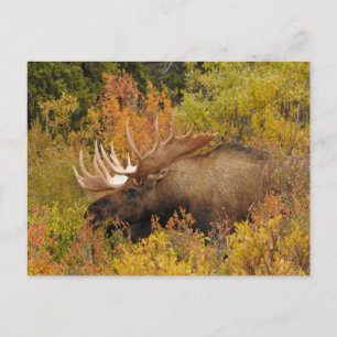 Carte Postale Élan mâle   Parc national de Denali, Alaska