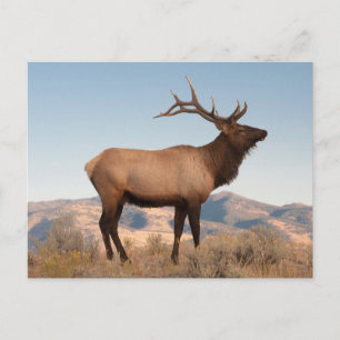 Carte Postale Élan mâle près de Mammoth Wyoming