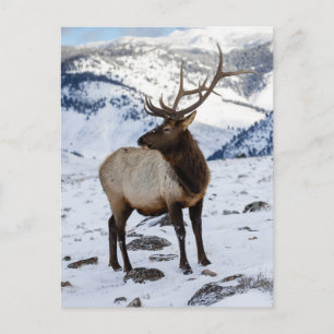 Carte Postale Élan mâle solitaire dans la neige Parc national