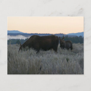 Carte Postale Élan paissant au lever du soleil à Grand Teton