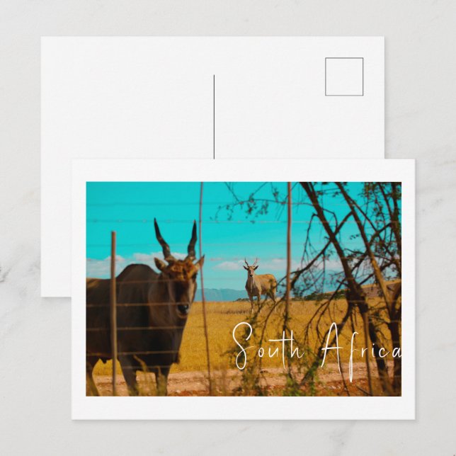 Carte Postale Eland Antelope Animal Afrique du Sud ZA (Devant / Derrière)