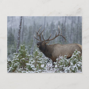 Carte Postale Élans de Taureau dans appeler de neige, bugling,