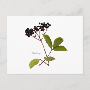 Carte Postale Elderberry