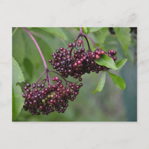 Carte postale Elderberry