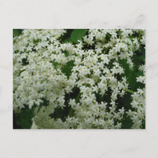 Carte Postale Elderberry Blossoms