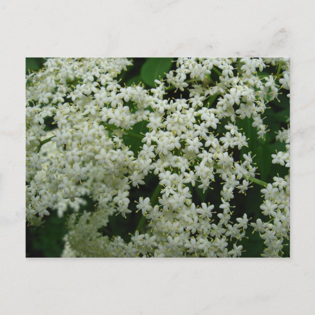 Carte Postale Elderberry Blossoms (Devant)