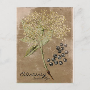Carte postale Elderberry de style vintage