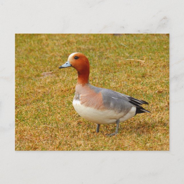 Carte Postale Élégance (Devant)