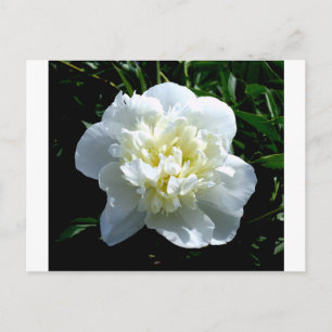 Carte Postale Elégant blanc peony floral blanc photo