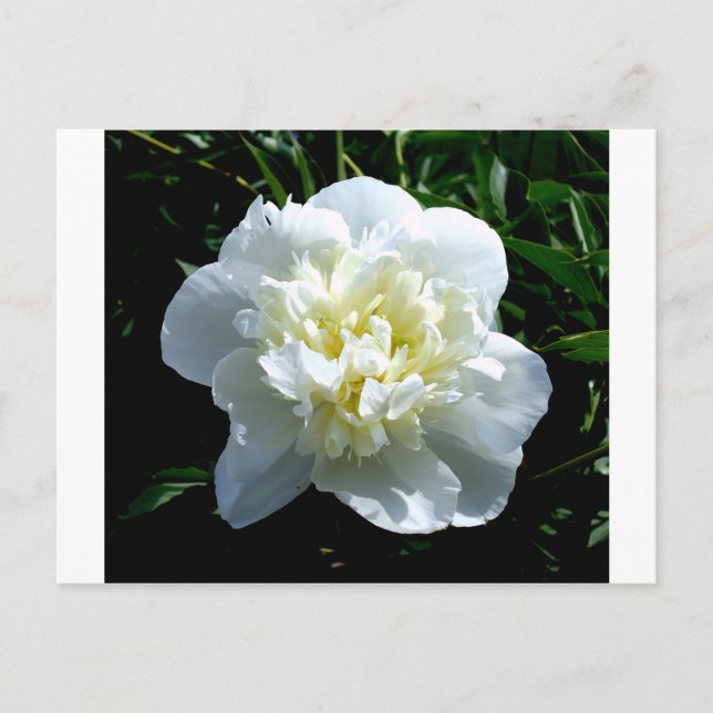 Carte Postale Elégant blanc peony floral blanc photo (Devant)