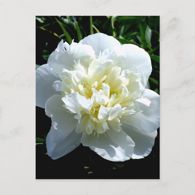 Carte Postale Elégant blanc peony floral blanc photo (Devant)