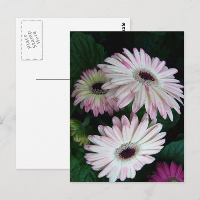 Carte Postale Elégant blanc & rose Gerber Daisy Floral (Devant / Derrière)