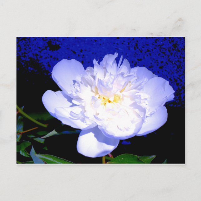 Carte Postale Elégant blanc violet Peony (Devant)