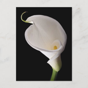 Carte Postale Elégant calla blanche lily