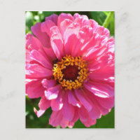 Élégant classique floral rose fleur marguerite