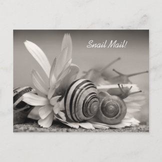 Carte Postale Elégant escargots de jardin sur Gerber Daisy Flowe