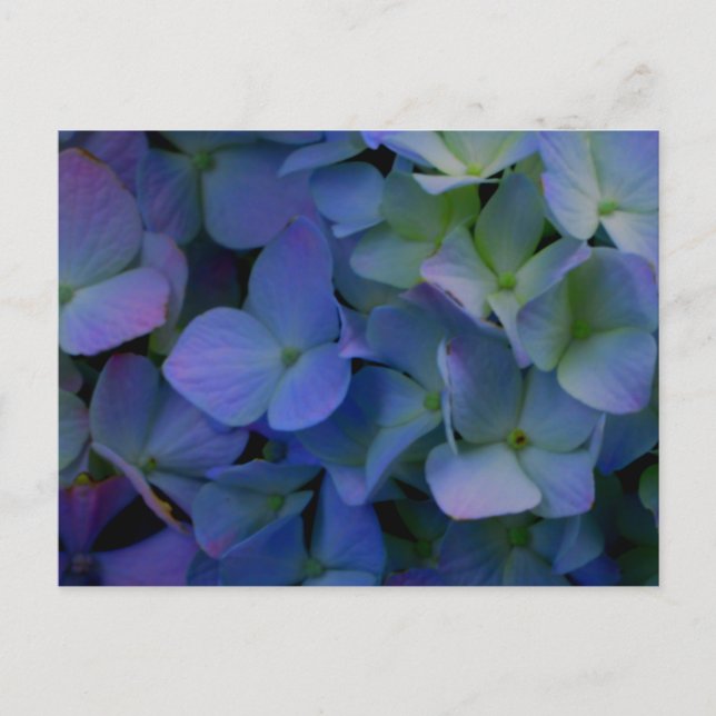 Carte Postale Élégant floral bleu poussiéreux violet (Devant)