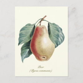 Carte Postale Élégant fruit Vintage de poire botanique