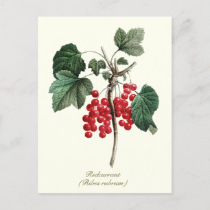 Carte Postale Élégant fruits de baies de curry Vintage botanique