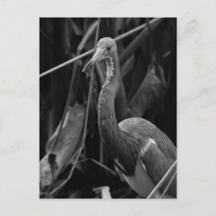 Carte Postale Elegant Heron Portrait - Photographie de la faune
