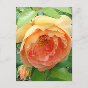 Carte Postale Élégant Rose orange