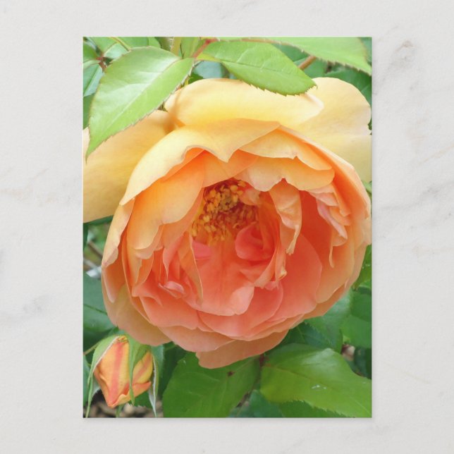 Carte Postale Élégant Rose orange (Devant)