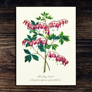 Carte Postale Élégant Vintage Botanique Saignant Fleur Coeur