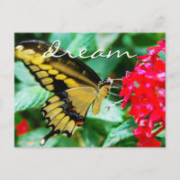 Elegant yellow black butterfly photo dream script