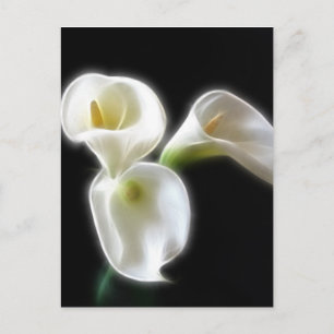 Carte Postale Elégante Calla Lily Fleurs 6 Moderne