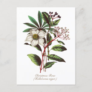 Carte Postale Élégante Fleur Rose de Noël Vintage