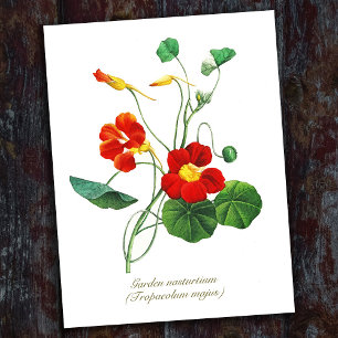 Carte Postale Élégante Fleurs Botaniques Vintages Nasturtium