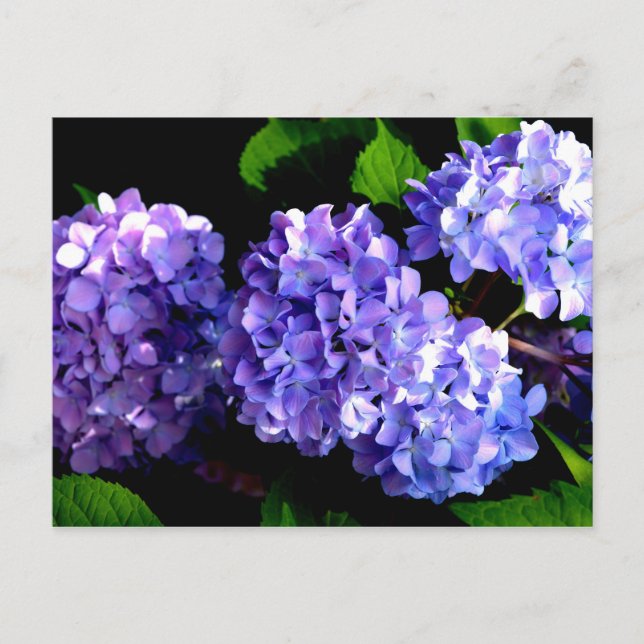 Carte Postale Elégante florales violettes profondes perwinkle hy (Devant)