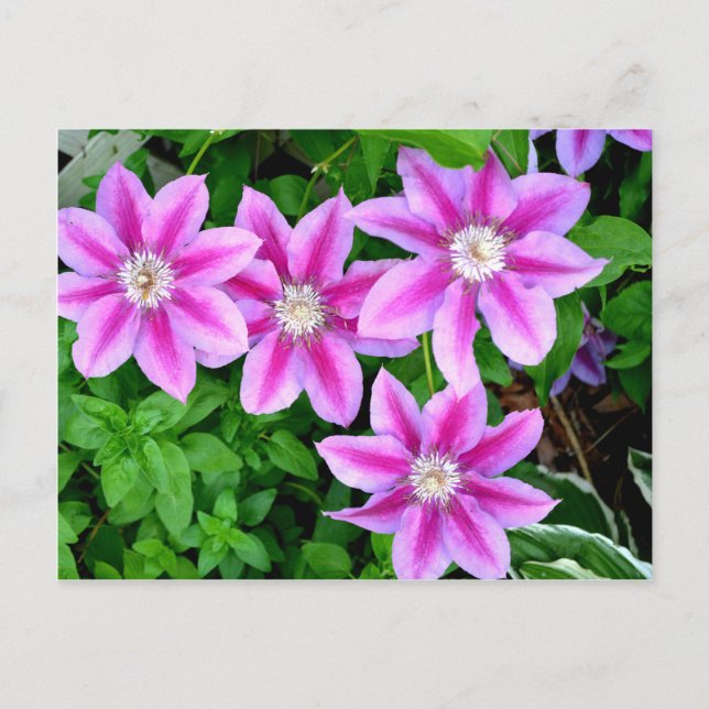 Carte Postale Élégante flore rose bohème verdure (Devant)