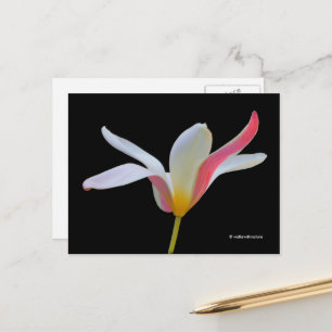 Carte Postale Élégante Lady Tulip Fleurs roses blanches