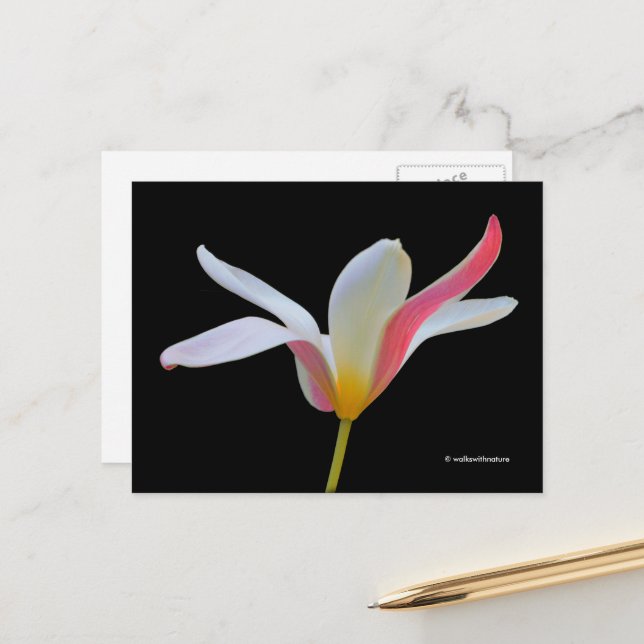 Carte Postale Élégante Lady Tulip Fleurs roses blanches (Devant/Arrière en situation)