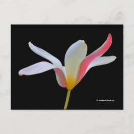 Carte Postale Élégante Lady Tulip Fleurs roses blanches