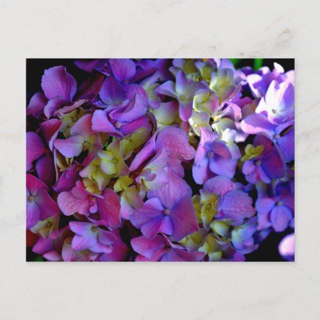 Carte Postale Elégante magenta rose violet foncé hydrangées flor (Devant)