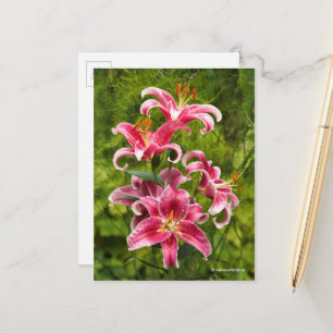 Carte Postale Elégante Médaille Florale de Stargazer Lys Orienta