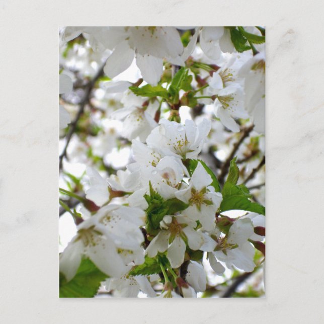 Carte Postale Elégante photo de fleurs florales blanches (Devant)