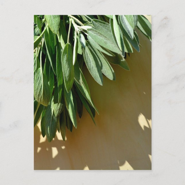 Carte Postale Élégante plante verte feuille herbes fraîches coup (Devant)