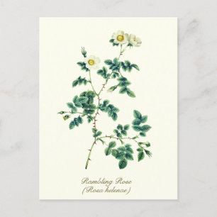 Carte Postale Élégante Rose Sauvage Blanche Botanique Vintage