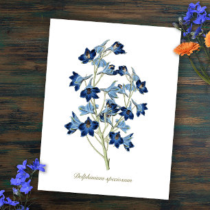 Carte Postale Élégantes fleurs bleues botaniques vintage Delphin
