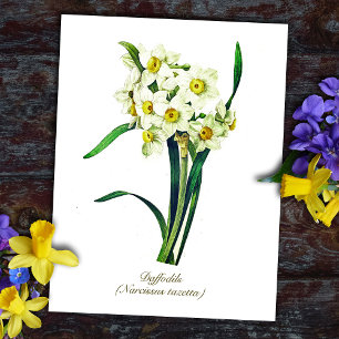 Carte Postale Élégantes Fleurs Botaniques Vintages Daffodiles Bl