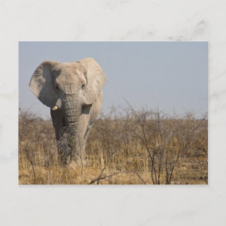 Carte Postale Eléphant