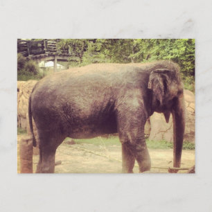 Carte Postale Eléphant