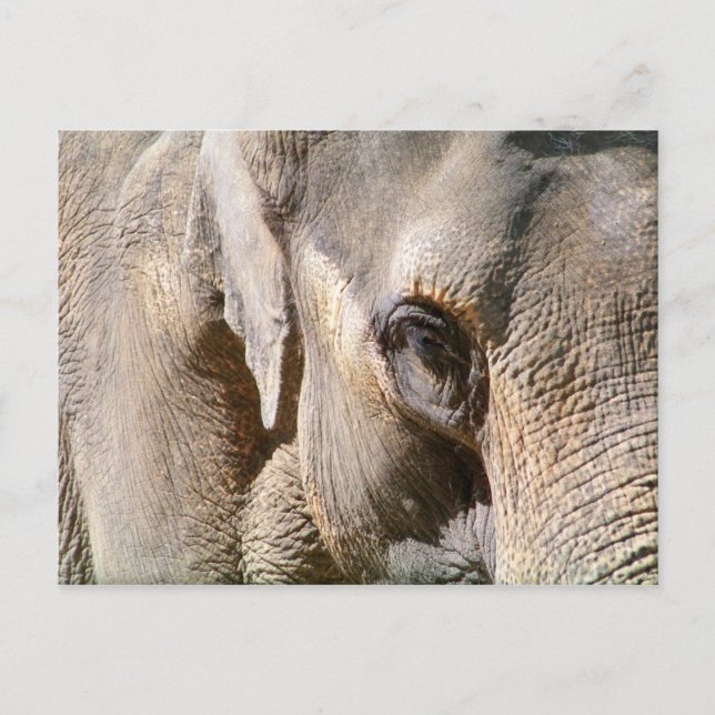 CARTE POSTALE ÉLÉPHANT (Devant)